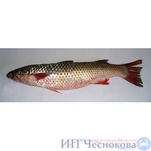 Кефаль ПСГ 1-2