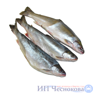 Голец н/р 30+