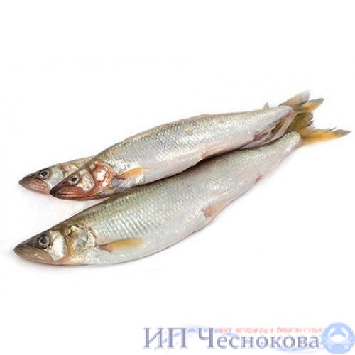 Рыба, Корюшка н/р икряная 17+ - купить в Москве и Московской области с ...